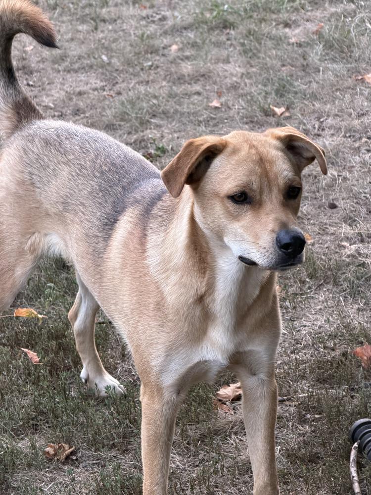 Marco, a Adoptable mixed breed in Hastings, MN image 3/3