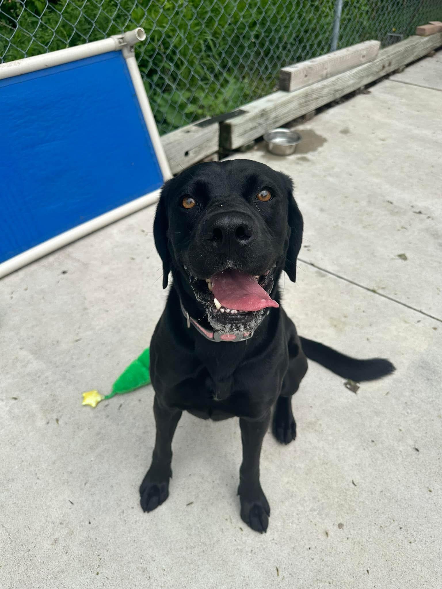Rosie, Adult Female Black Labrador Retriever