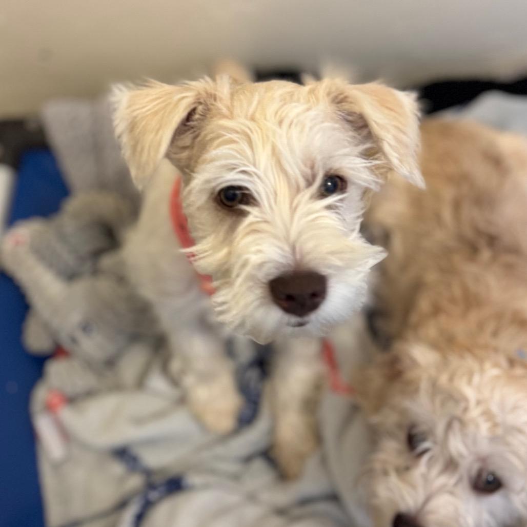 Calvin, Adoptable, Puppy Male Mixed Breed.