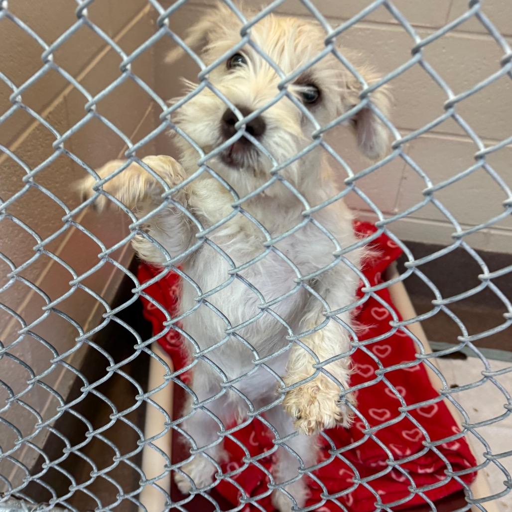 Enlarge Calvin, a Adoptable Mixed Breed in Hendersonville, NC image 2/5