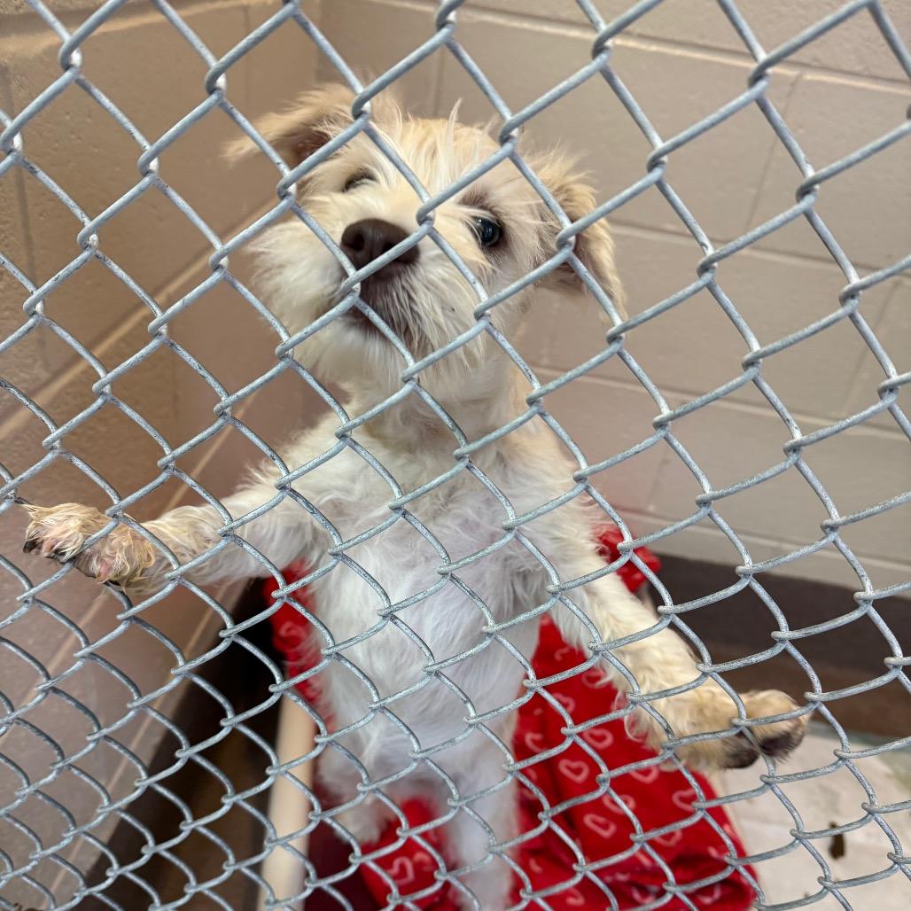 Enlarge Calvin, a Adoptable Mixed Breed in Hendersonville, NC image 3/5
