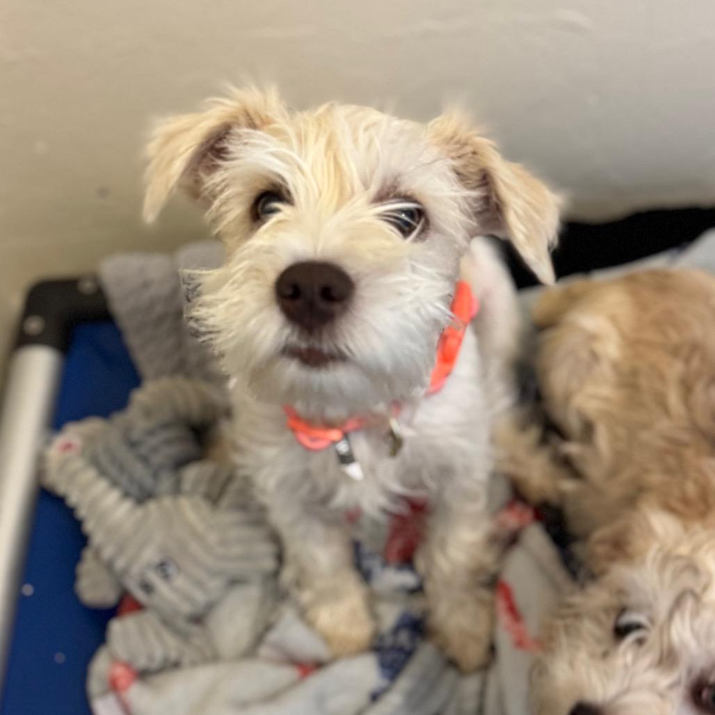 Enlarge Calvin, a Adoptable Mixed Breed in Hendersonville, NC image 4/5