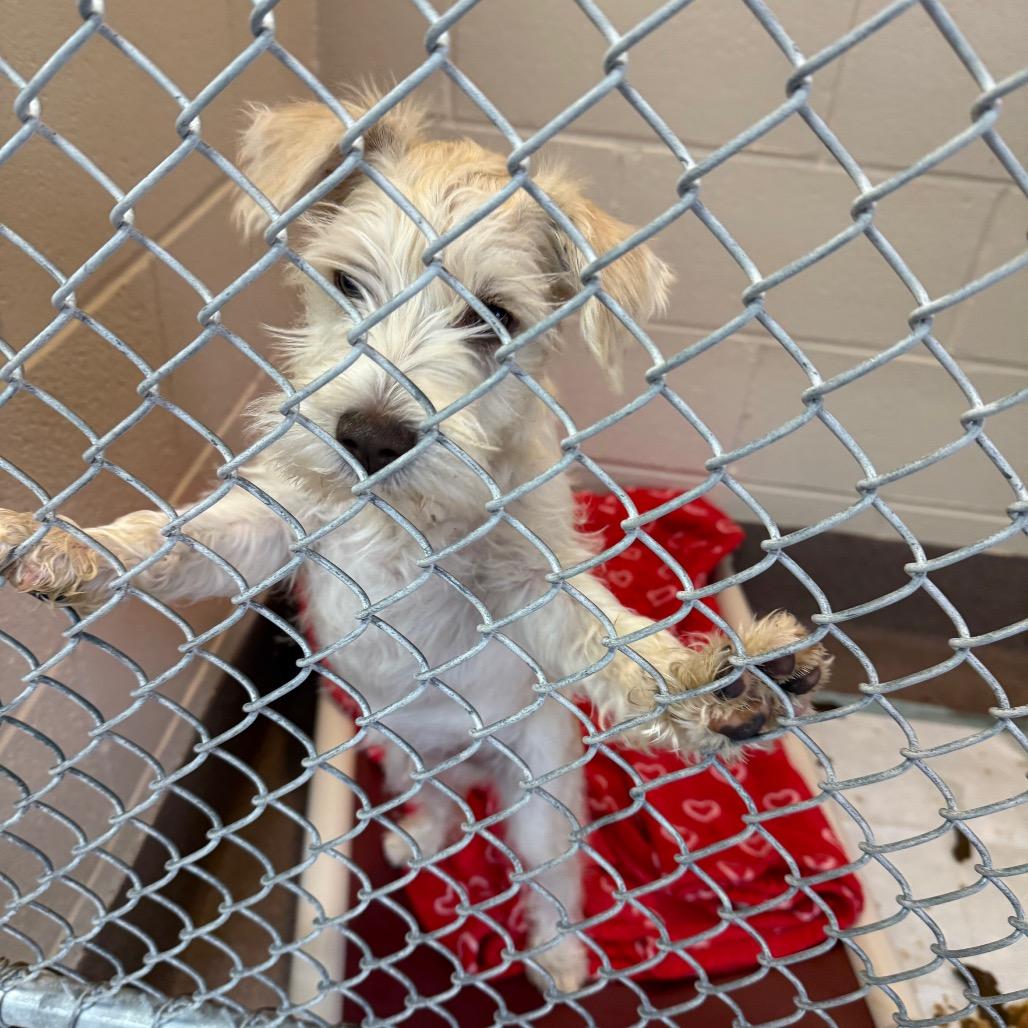 Enlarge Calvin, a Adoptable Mixed Breed in Hendersonville, NC image 5/5