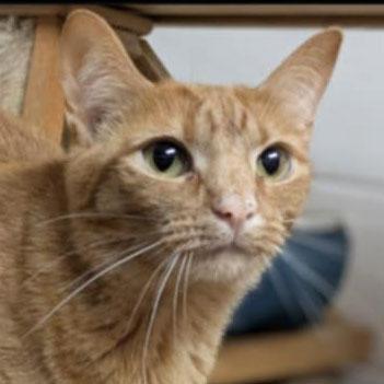 Peanut, Adoptable, Young Female Domestic Short Hair.