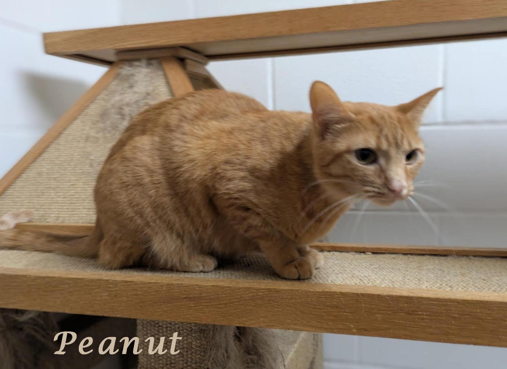 Enlarge Peanut, a Adoptable mixed breed in Ozark, AL image 2/4