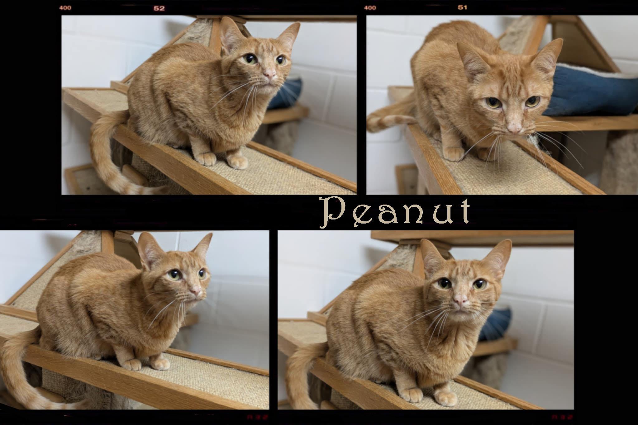 Enlarge Peanut, a Adoptable mixed breed in Ozark, AL image 3/4