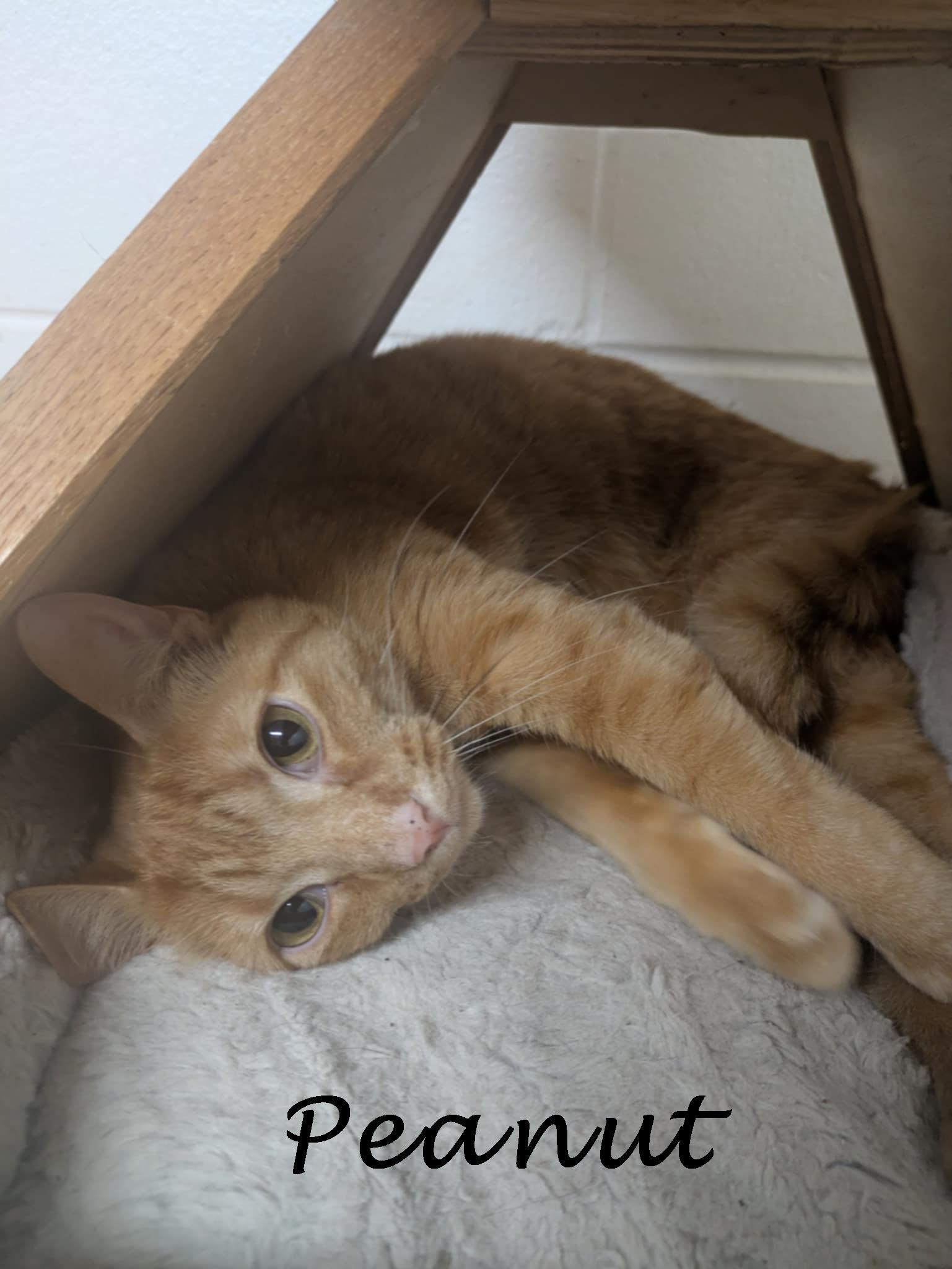 Enlarge Peanut, a Adoptable mixed breed in Ozark, AL image 4/4