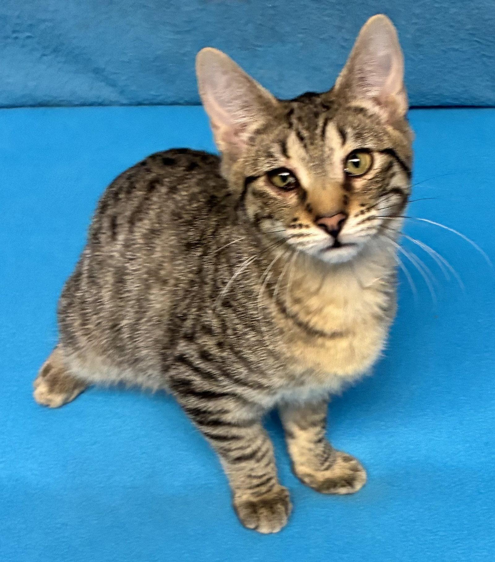Noah, Adoptable, Kitten Male Domestic Short Hair.