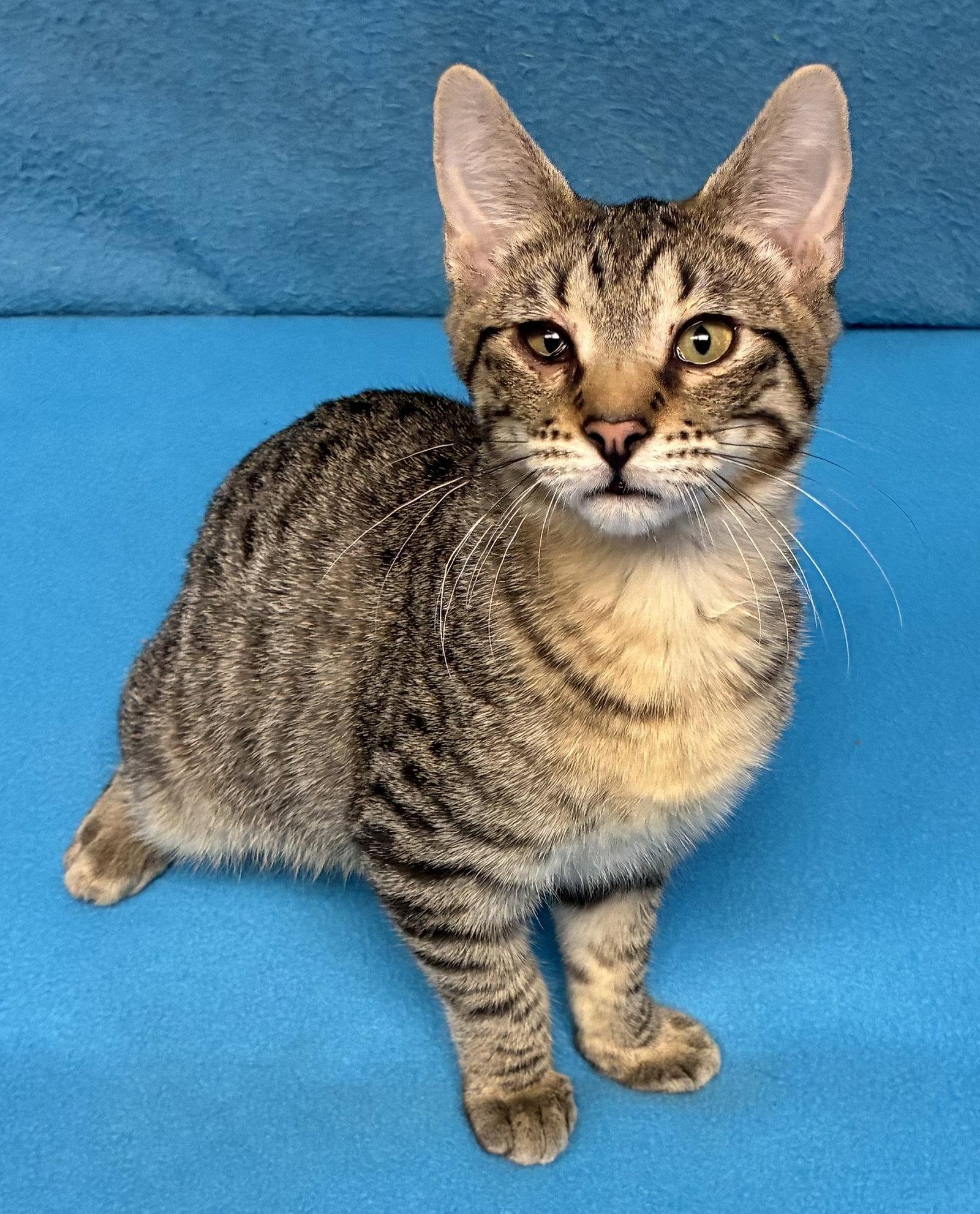 Enlarge Noah, a Adoptable Domestic Short Hair in Shawnee, KS image 2/3