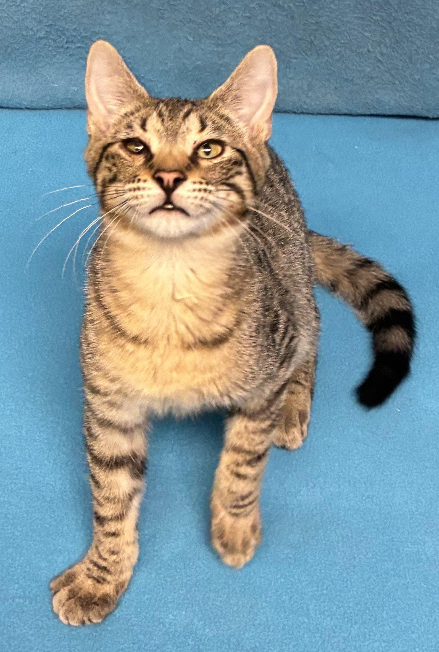 Enlarge Noah, a Adoptable Domestic Short Hair in Shawnee, KS image 3/3