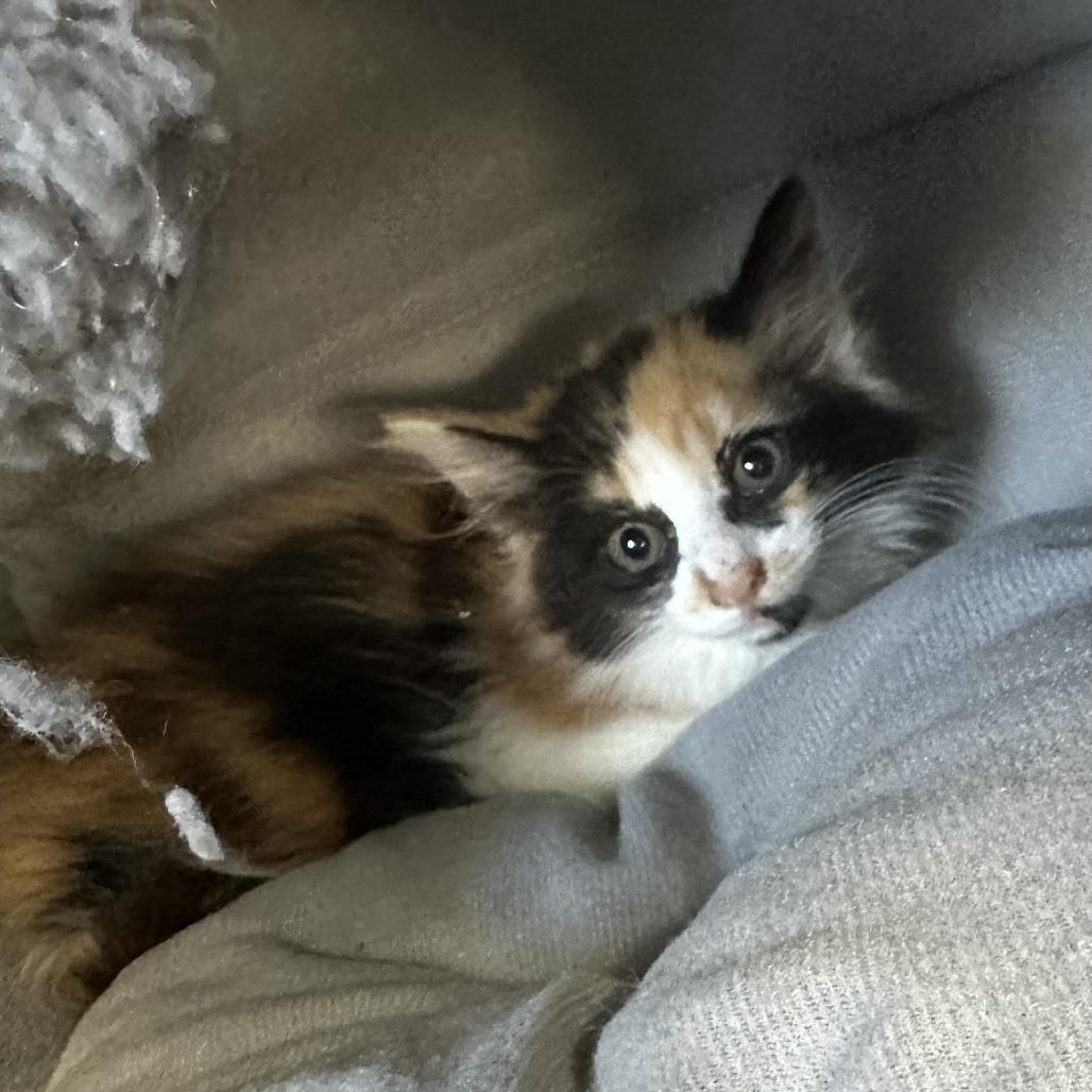 Buttercup, Adoptable, Kitten Female Domestic Long Hair.