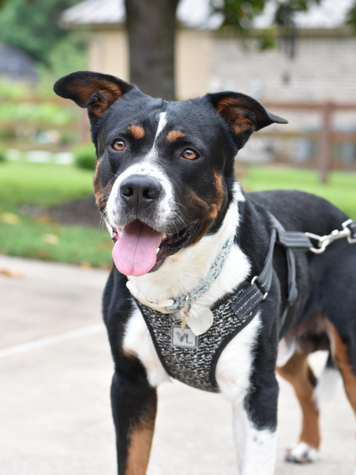 Enlarge Bruno, a Adoptable mixed breed in Coopersburg, PA image 1/6