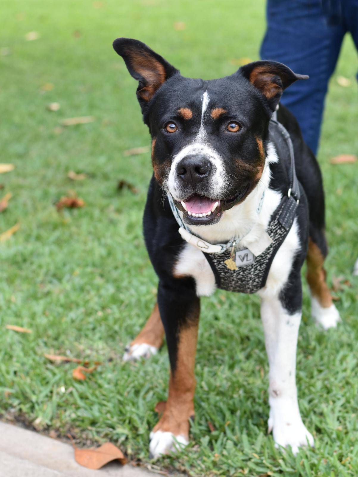 Enlarge Bruno, a Adoptable mixed breed in Coopersburg, PA image 6/6