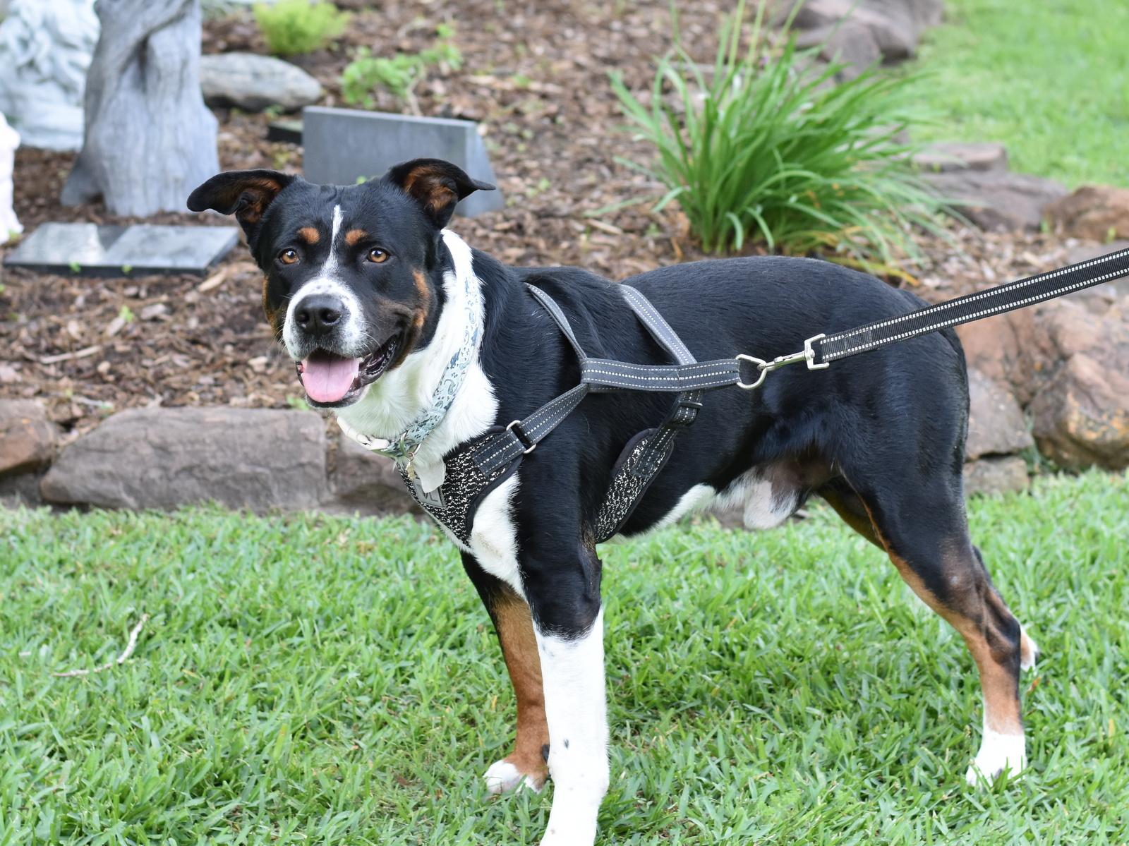 Enlarge Bruno, a Adoptable mixed breed in Coopersburg, PA image 5/6