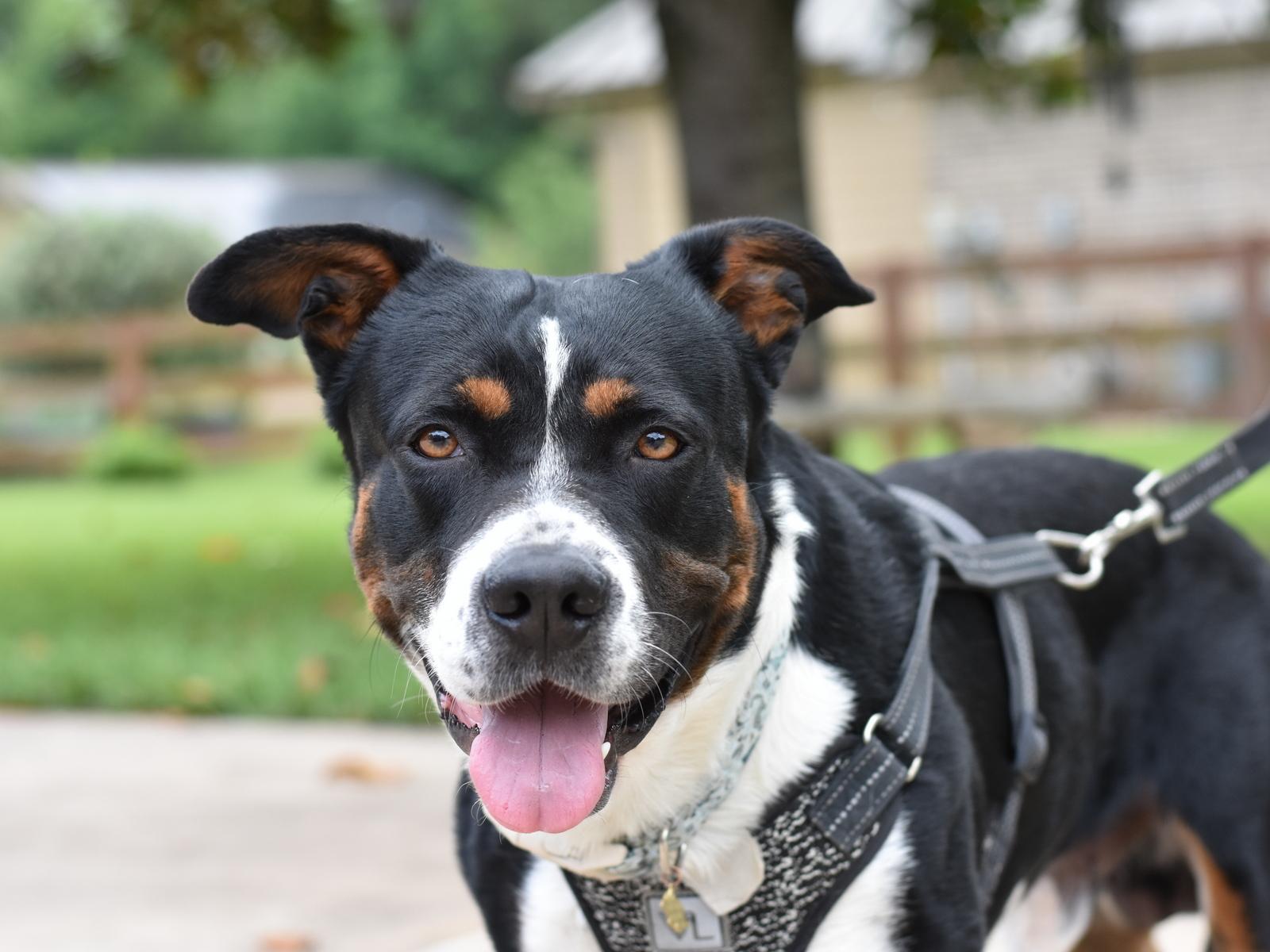 Enlarge Bruno, a Adoptable mixed breed in Coopersburg, PA image 2/6