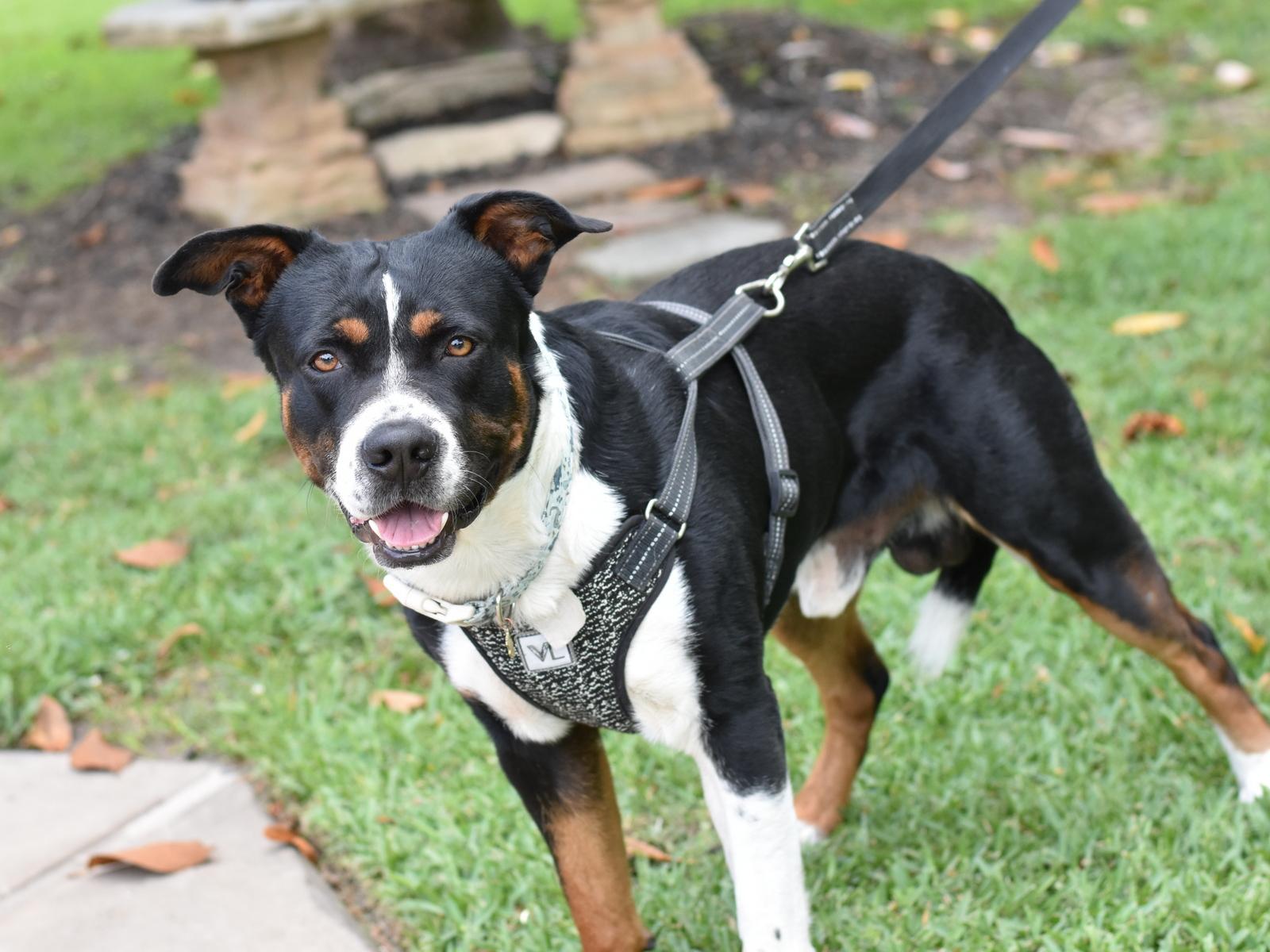 Enlarge Bruno, a Adoptable mixed breed in Coopersburg, PA image 3/6