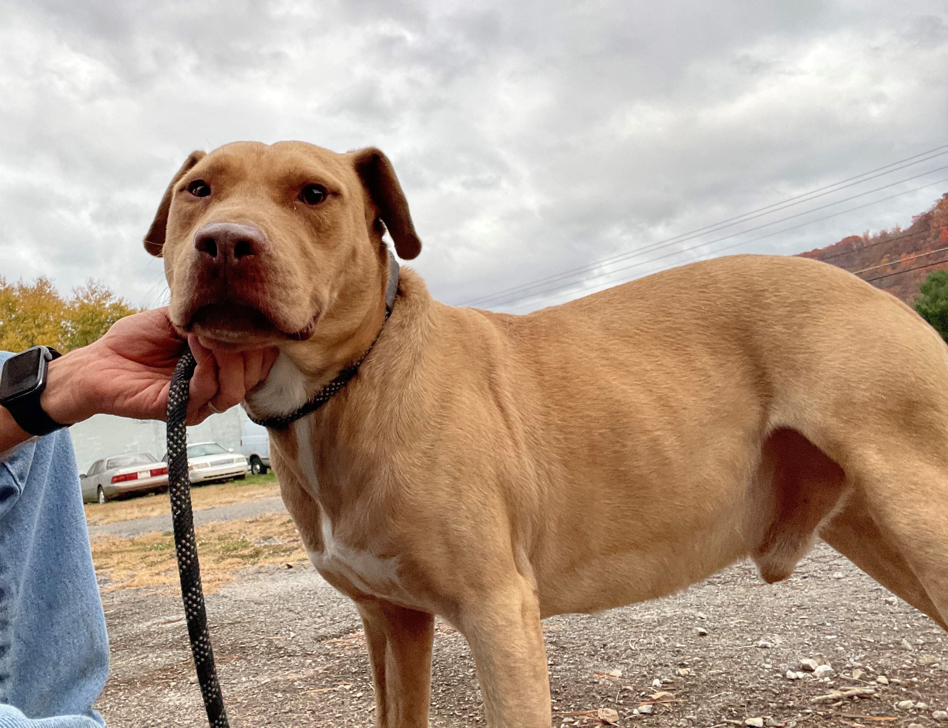 Pup, a Adoptable mixed breed in Rogersville, TN image 1/6