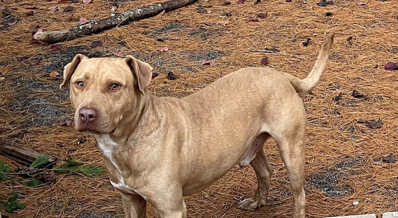 Pup, a Adoptable mixed breed in Rogersville, TN image 2/6