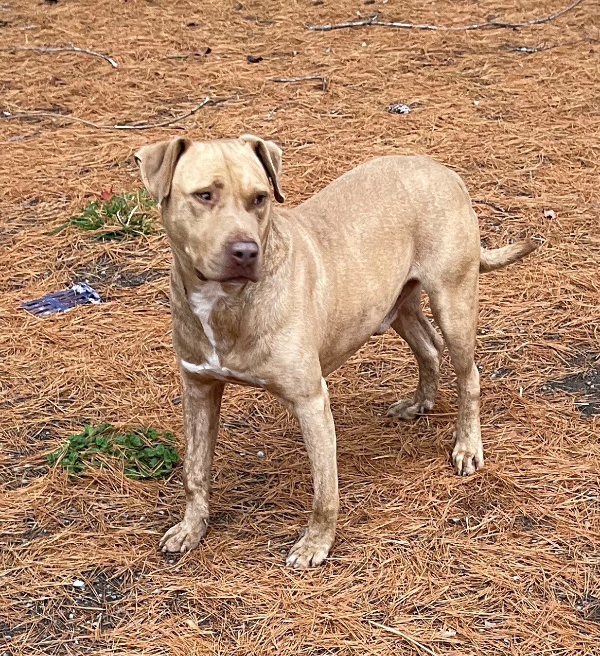 Pup, a Adoptable mixed breed in Rogersville, TN image 3/6