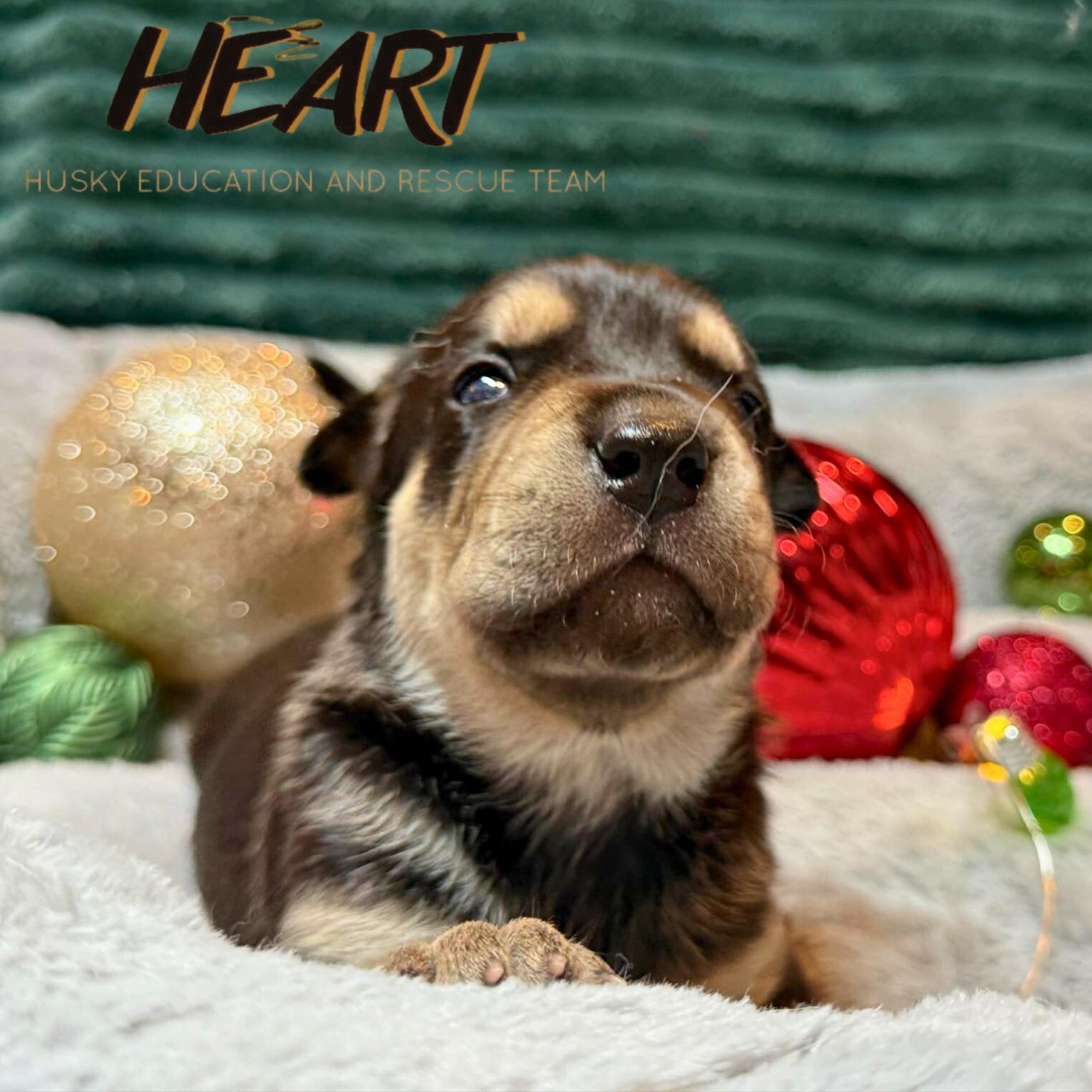 Enlarge Daphne - ON HOLD - NO MORE APPLICATIONS, a Adoptable mixed breed image 1/3