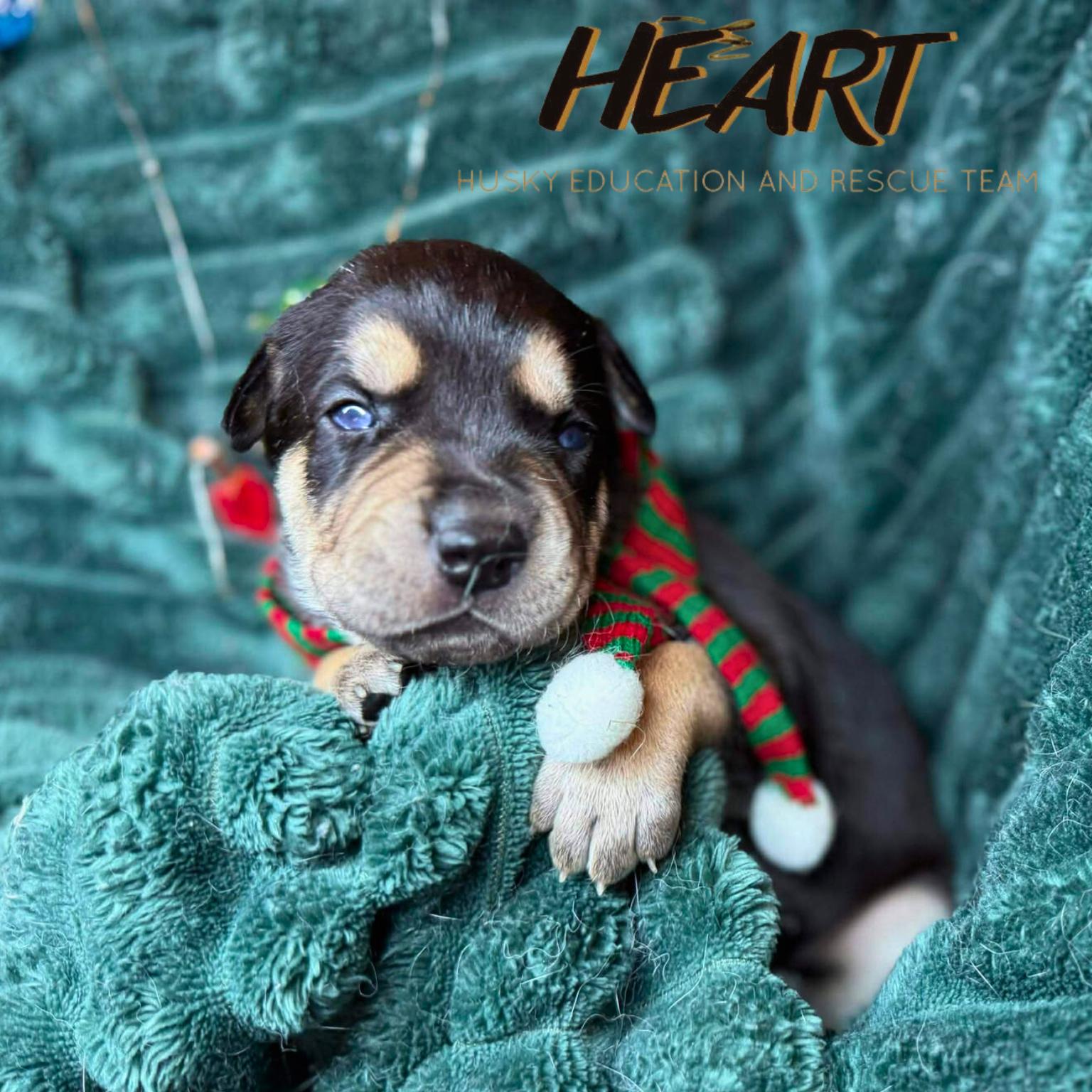 Enlarge Daphne - ON HOLD - NO MORE APPLICATIONS, a Adoptable mixed breed image 2/3