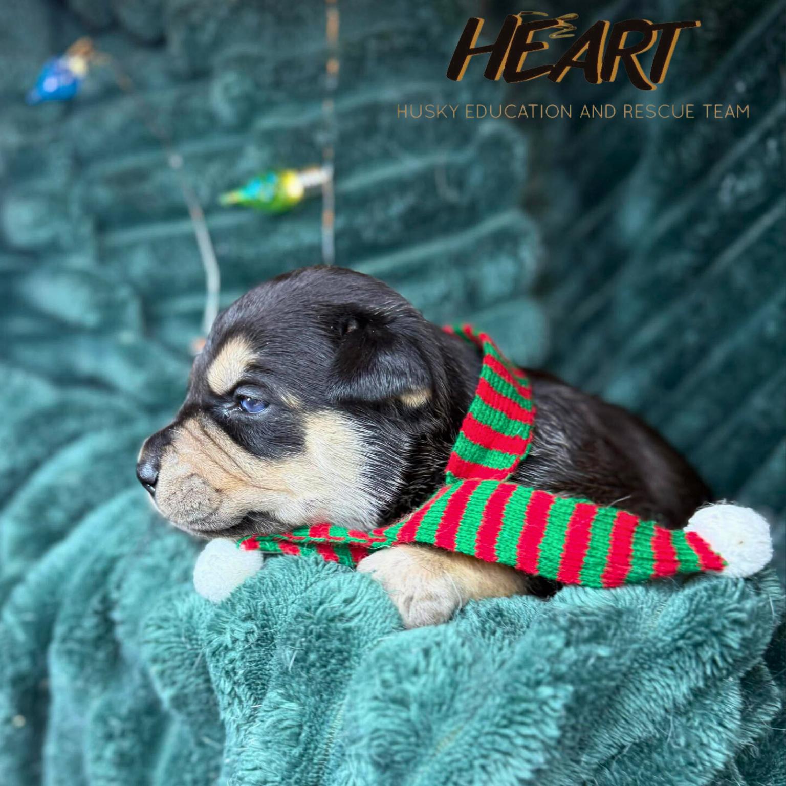 Enlarge Daphne - ON HOLD - NO MORE APPLICATIONS, a Adoptable mixed breed image 3/3