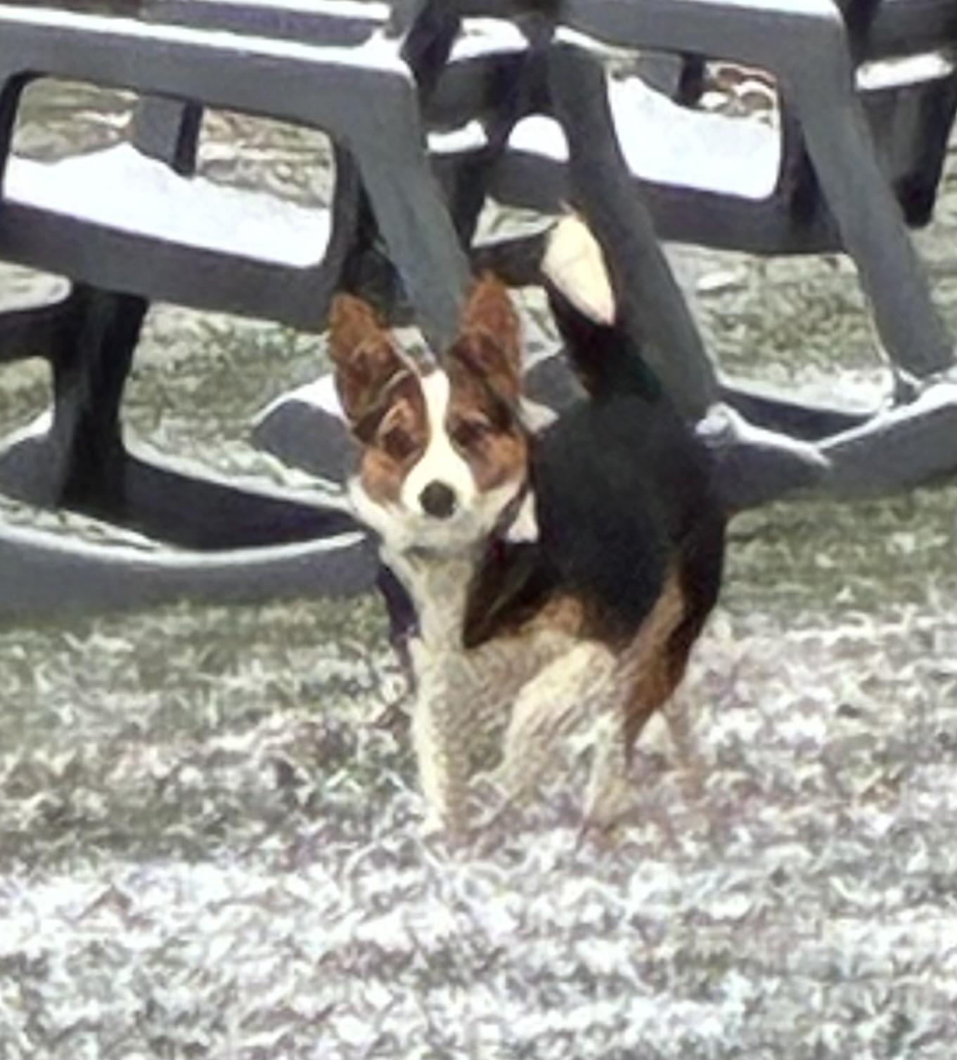 Stella, adopted, Puppy Female Corgi.