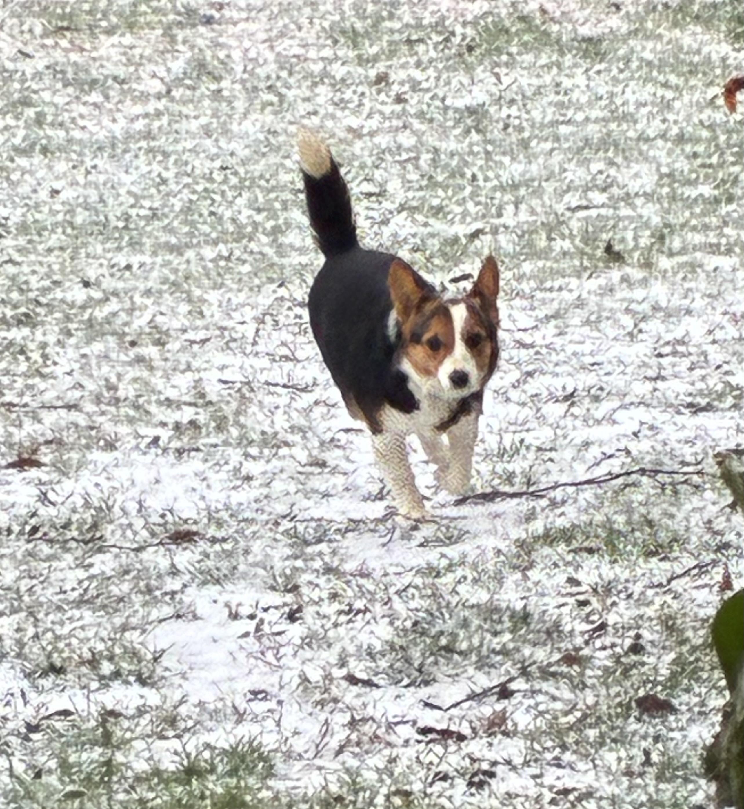 Enlarge Stella, an adopted Corgi in Lincoln University, PA image 2/3