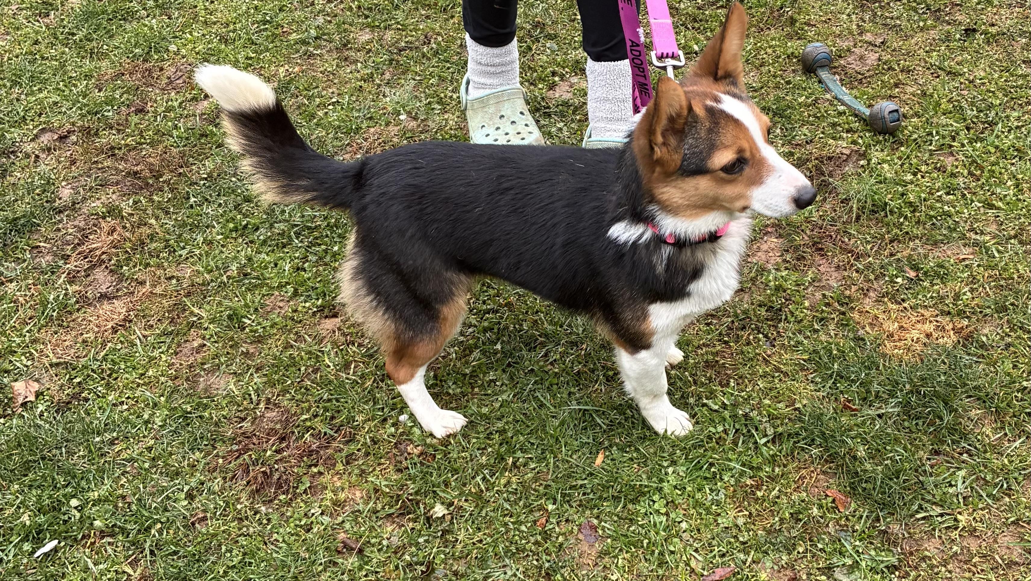 Enlarge Stella, an adopted Corgi in Lincoln University, PA image 3/3