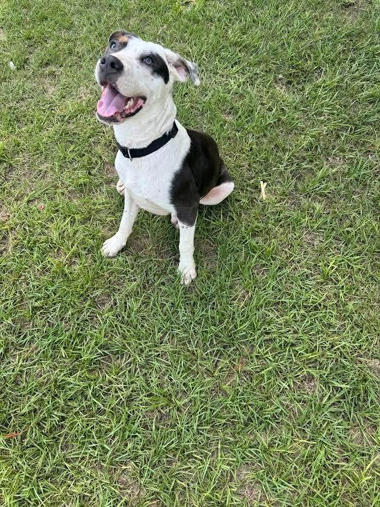 Bud, Adoptable, Young Male Shepherd.
