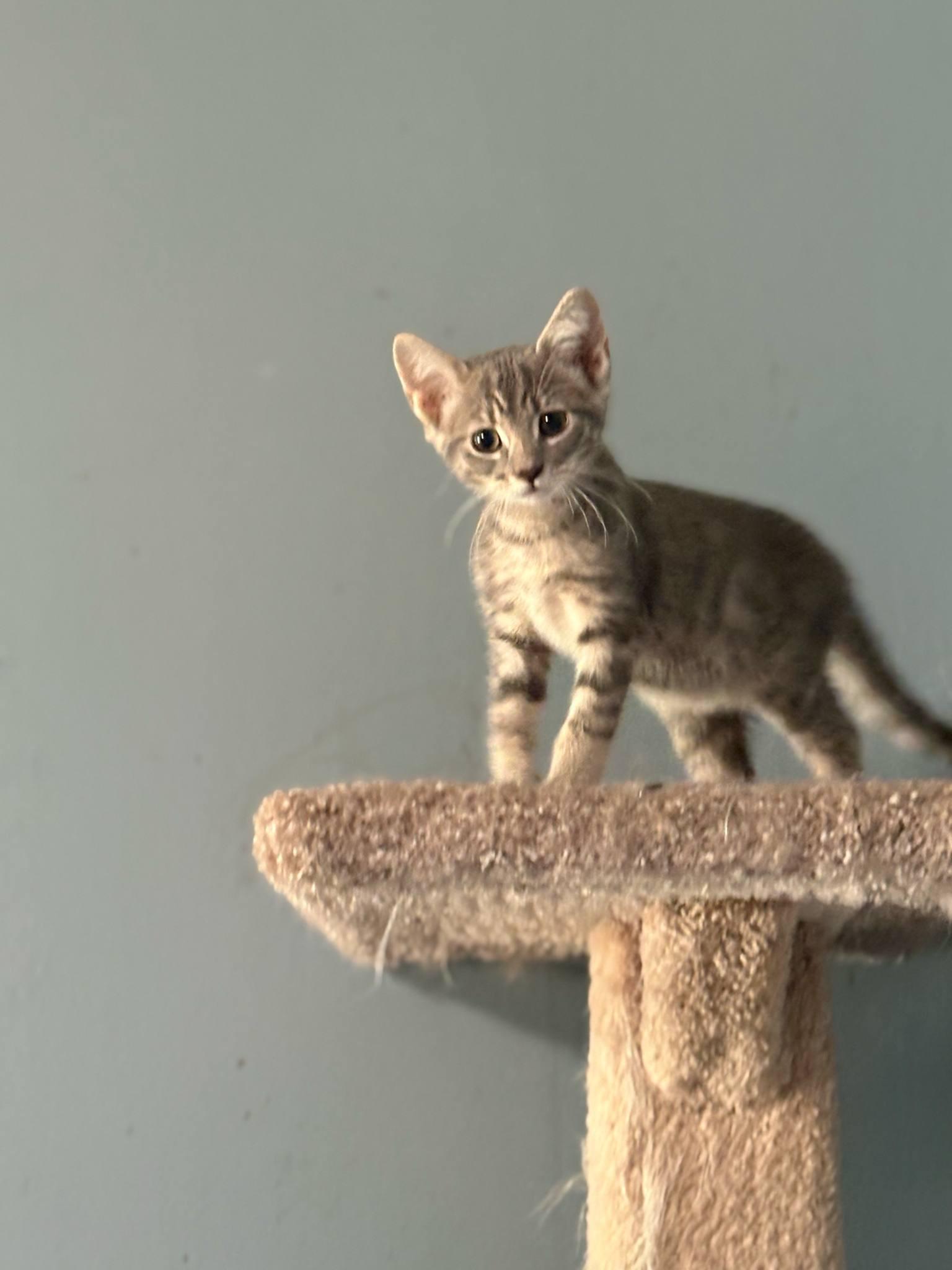 Nesta (Tara-Fostered in New England), Baby Female unknown
