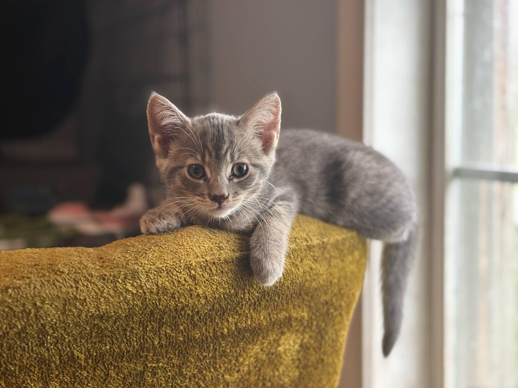 Nesta (BSM-Fostered in TN), Baby Female unknown