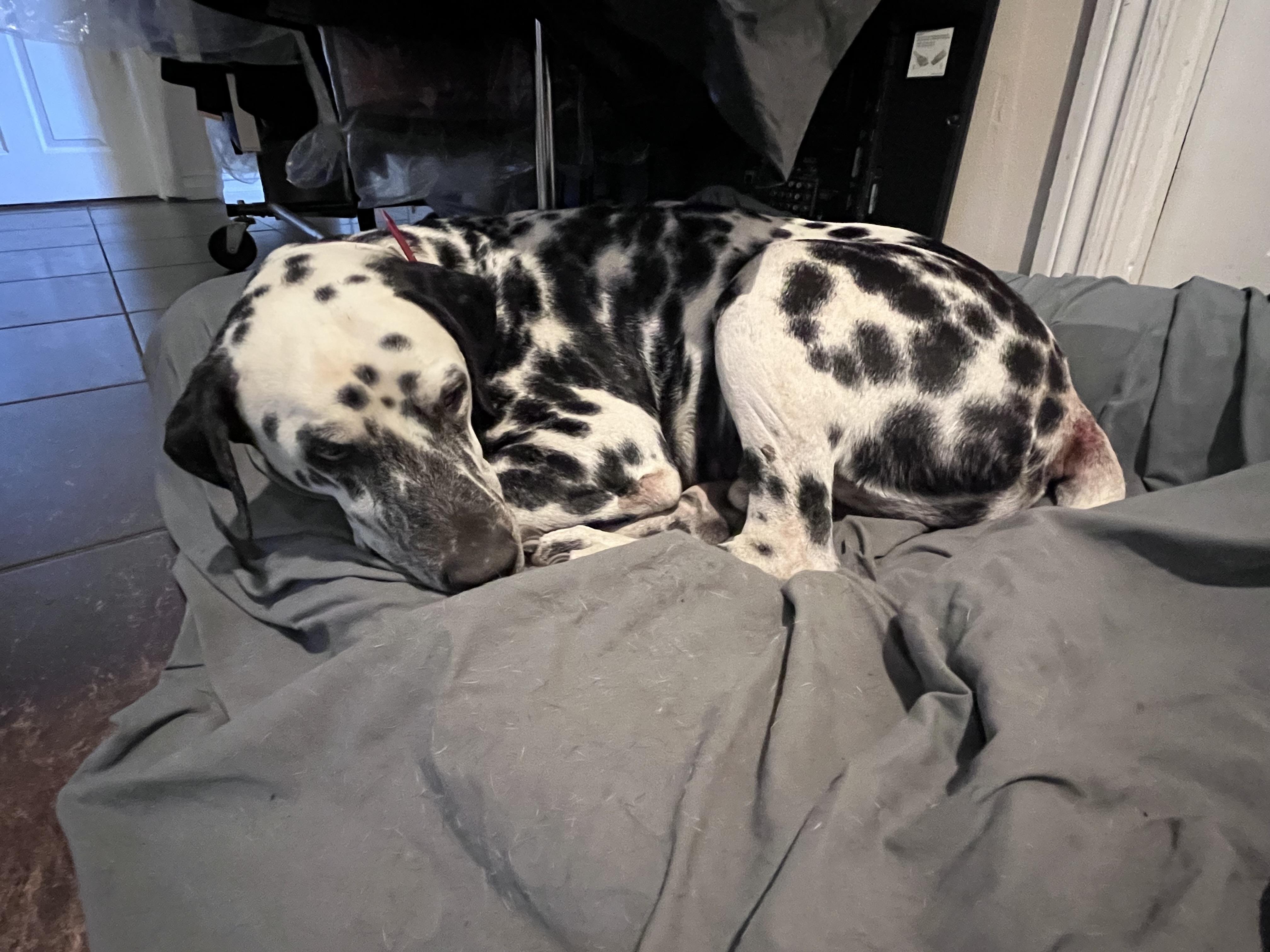 Enlarge Caesar-Sylmar, CA, a Adoptable Dalmatian in San Diego, CA image 2/6