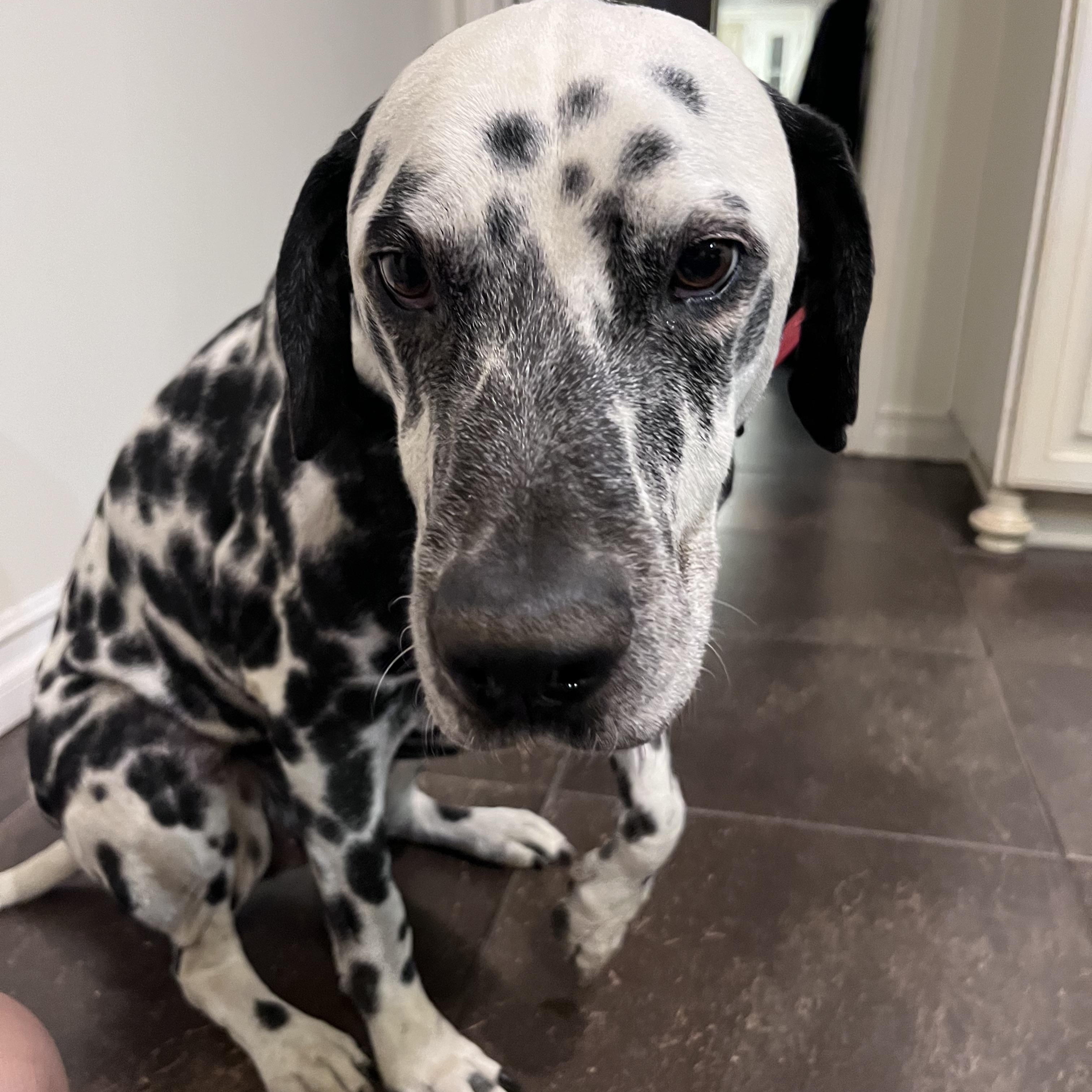 Enlarge Caesar-Sylmar, CA, a Adoptable Dalmatian in San Diego, CA image 3/6