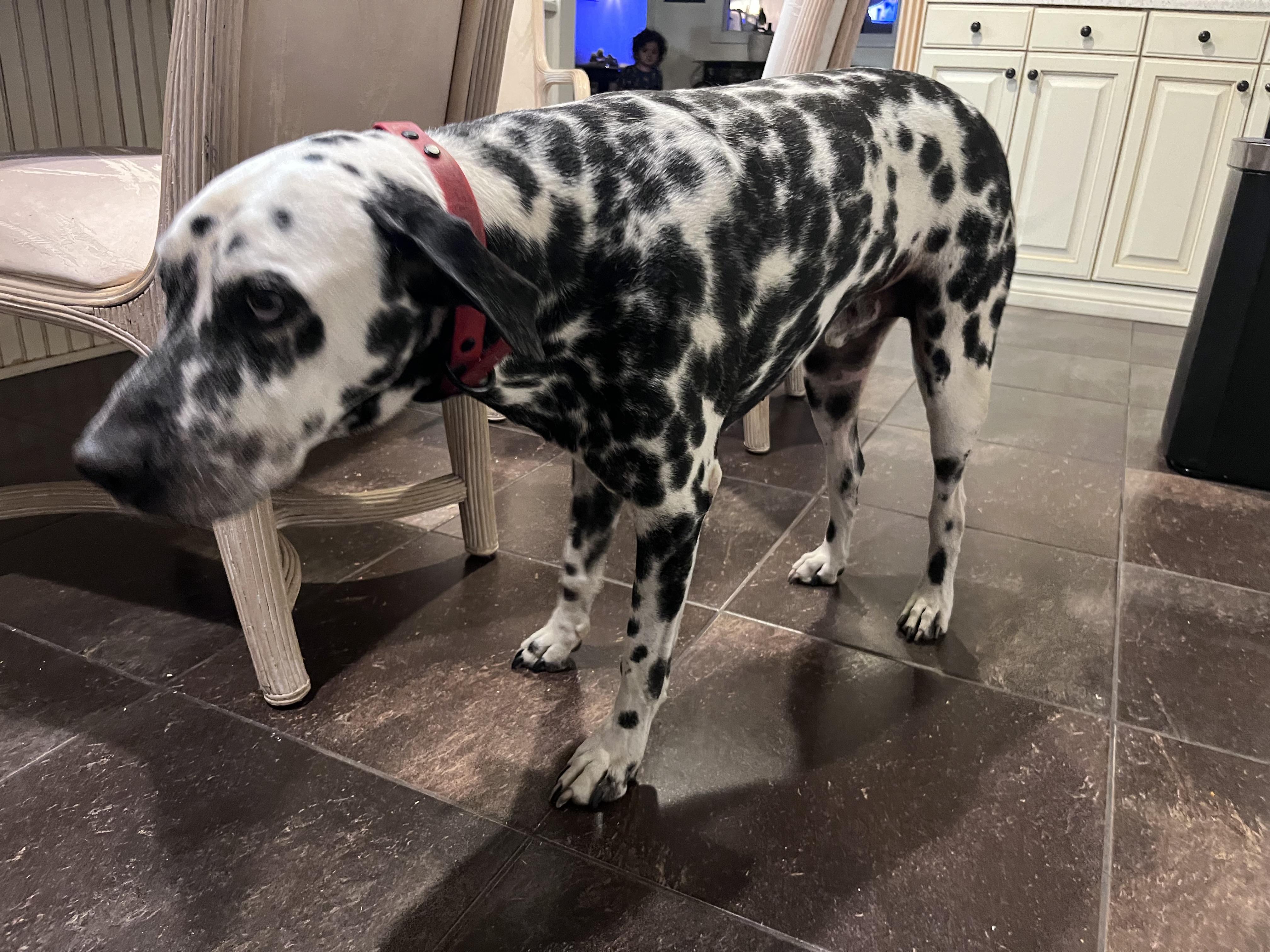 Enlarge Caesar-Sylmar, CA, a Adoptable Dalmatian in San Diego, CA image 5/6