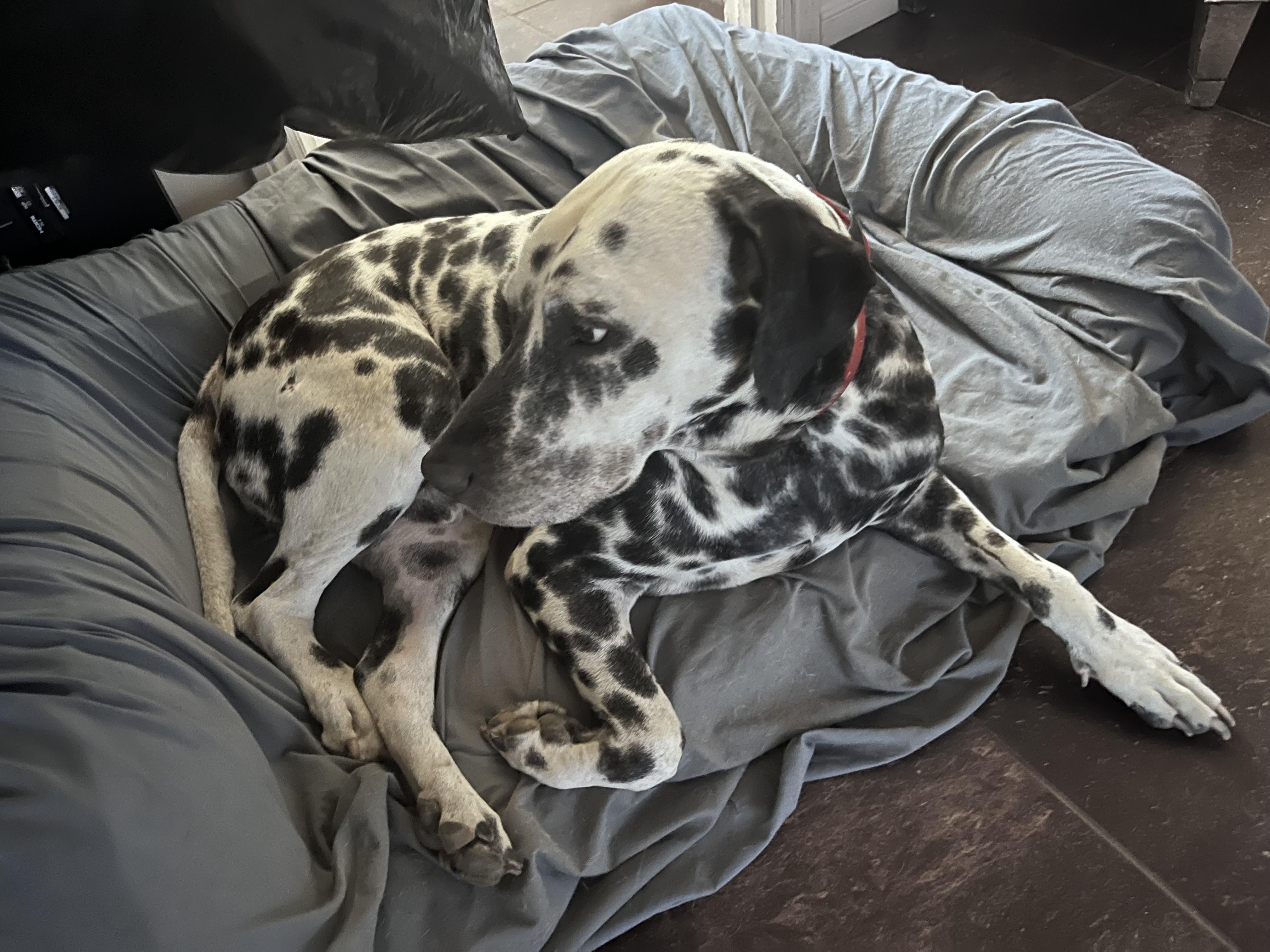 Enlarge Caesar-Sylmar, CA, a Adoptable Dalmatian in San Diego, CA image 6/6