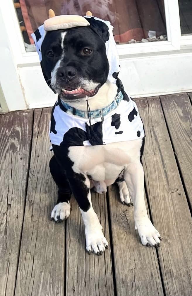 Mulligan, Adoptable, Adult Male Terrier.