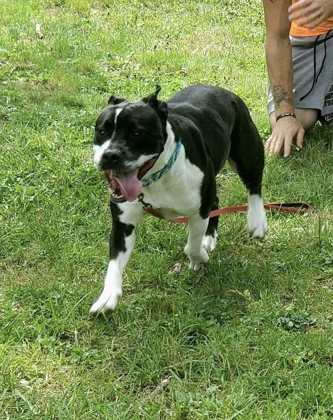 Enlarge Mulligan, a Adoptable Terrier in Strongsville, OH image 3/3