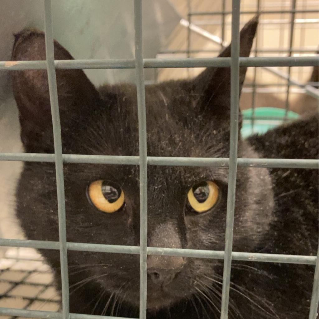Dew, Adoptable, Adult Female American Shorthair.