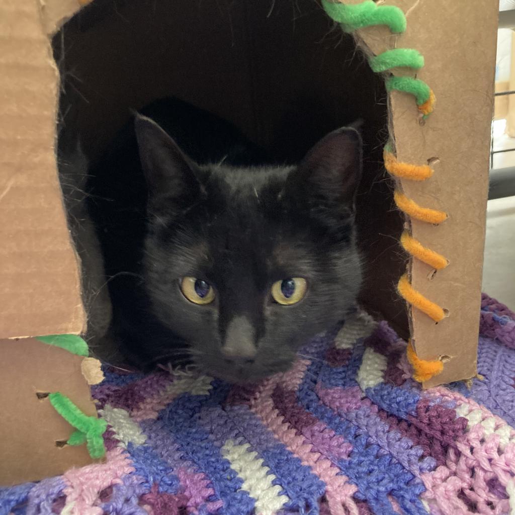 Enlarge Dew, a Adoptable American Shorthair in Taos, NM image 2/6