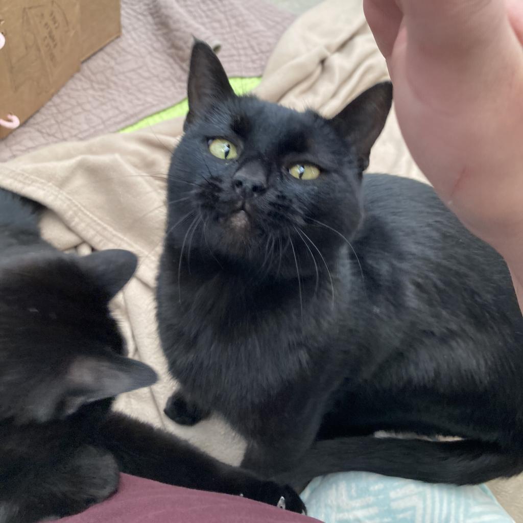 Enlarge Dew, a Adoptable American Shorthair in Taos, NM image 3/6