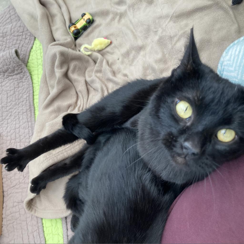 Enlarge Dew, a Adoptable American Shorthair in Taos, NM image 5/6
