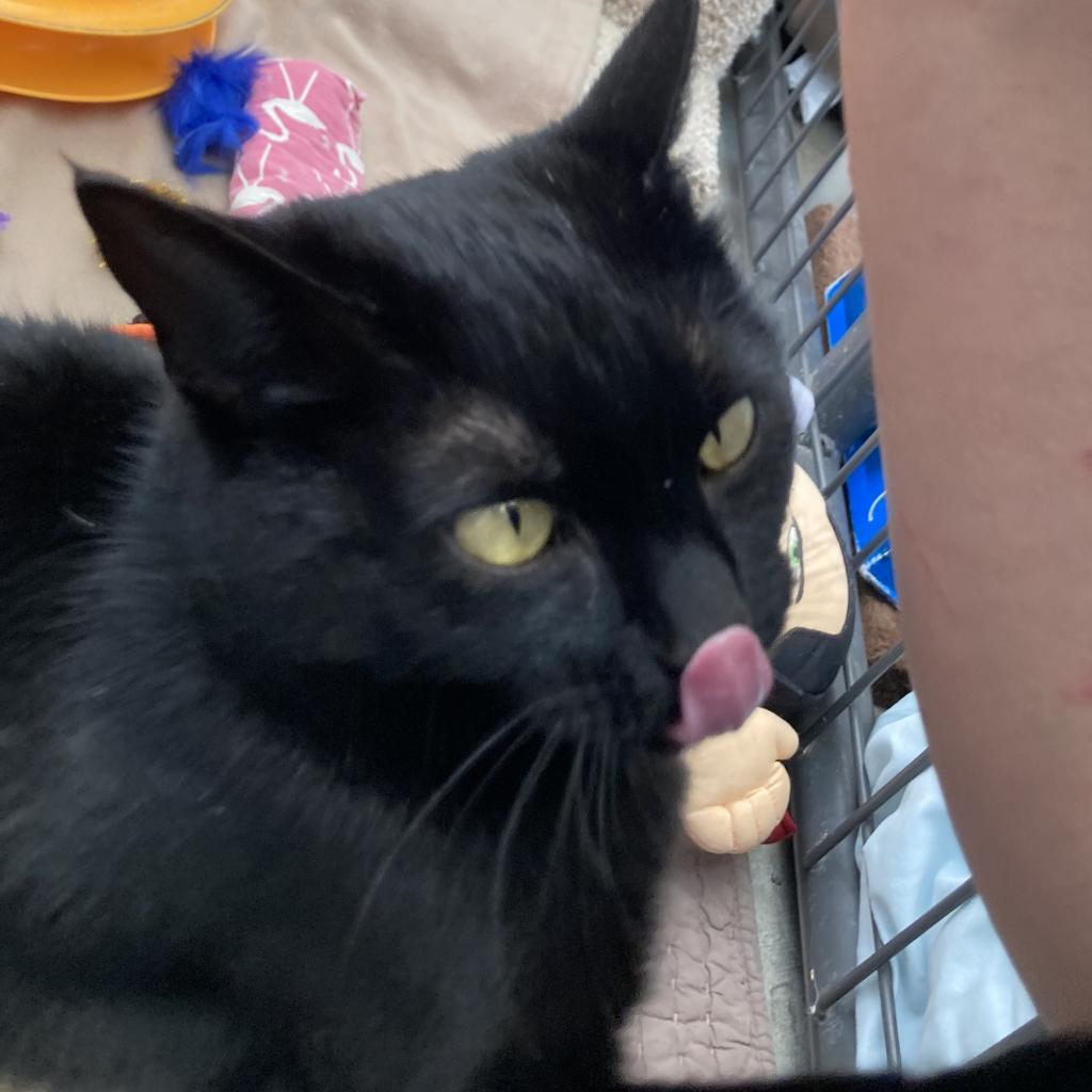 Enlarge Dew, a Adoptable American Shorthair in Taos, NM image 6/6