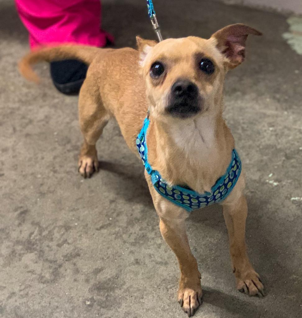 Enlarge Rico Suave (Jordan), a Adopted mixed breed in Murray, KY image 1/2