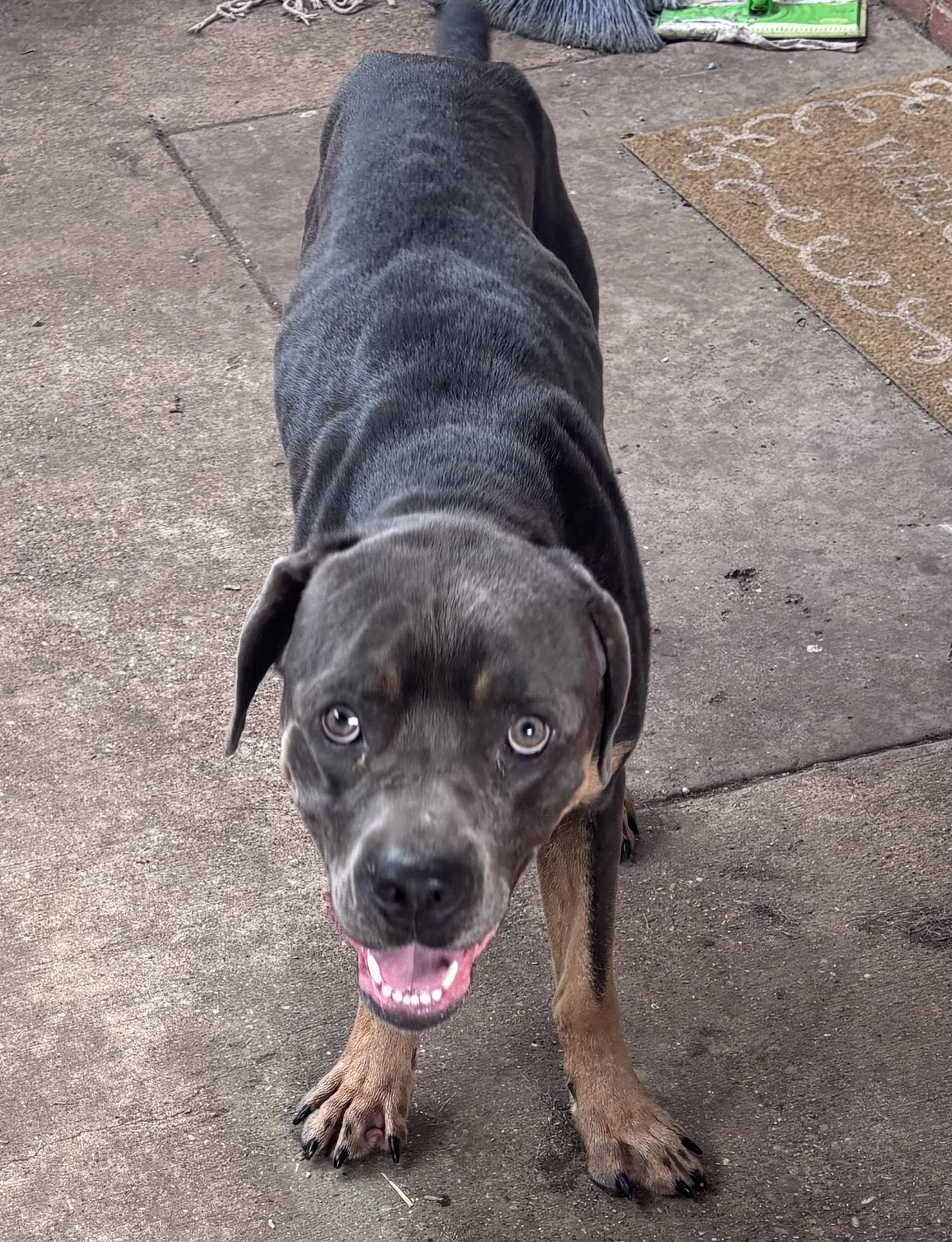 Goliath, a ADOPTABLE Cane Corso in Dallas, TX image 2/4
