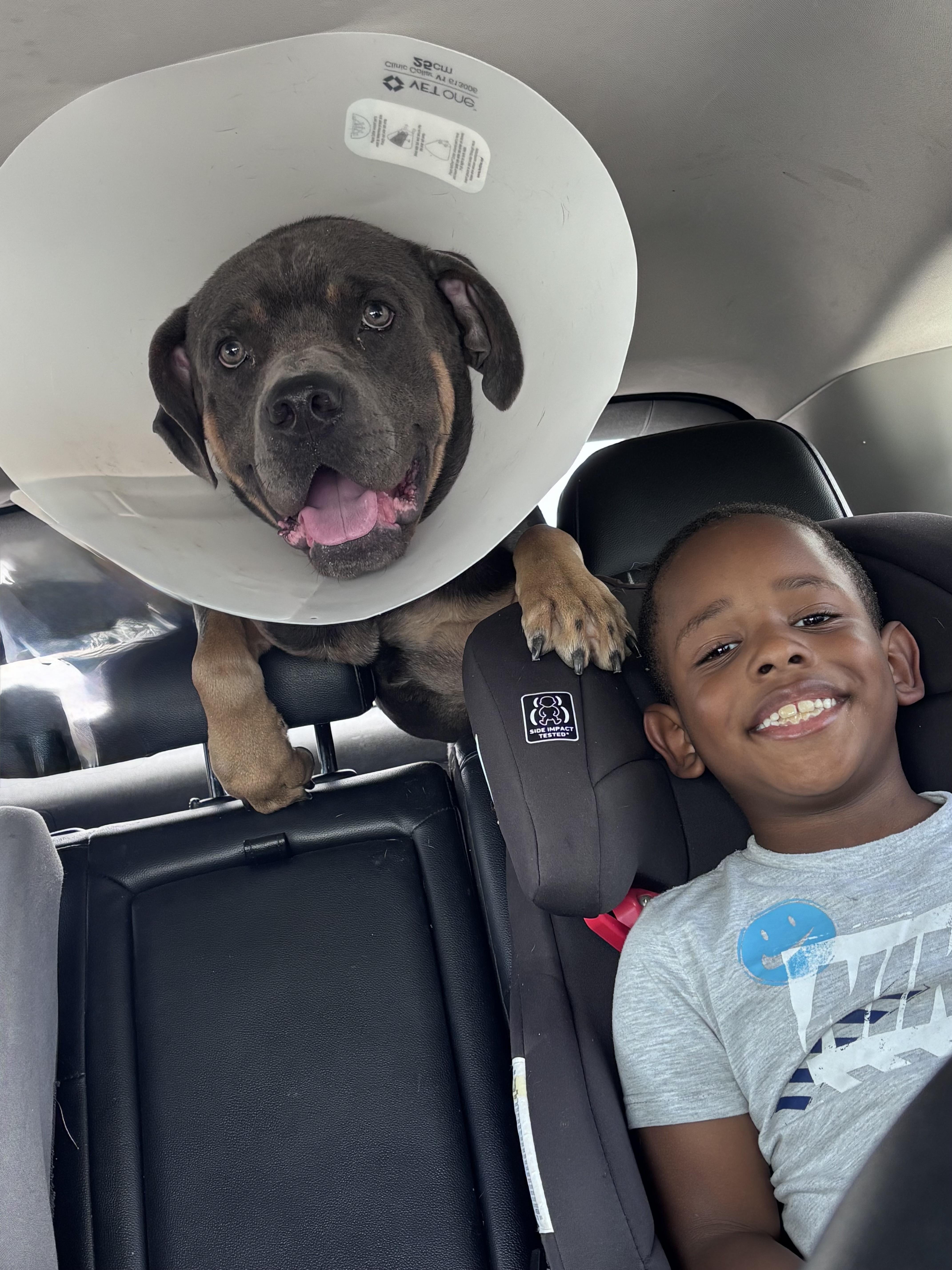 Goliath, a ADOPTABLE Cane Corso in Dallas, TX image 3/4