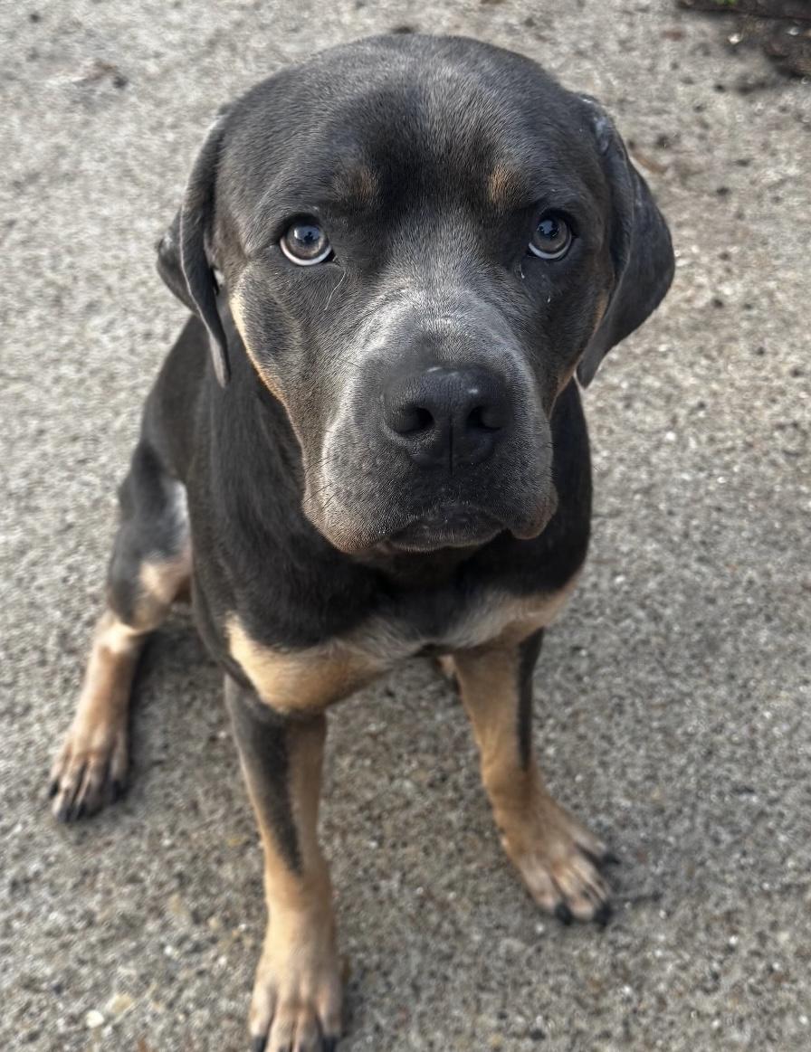 Goliath, a ADOPTABLE Cane Corso in Dallas, TX image 4/4