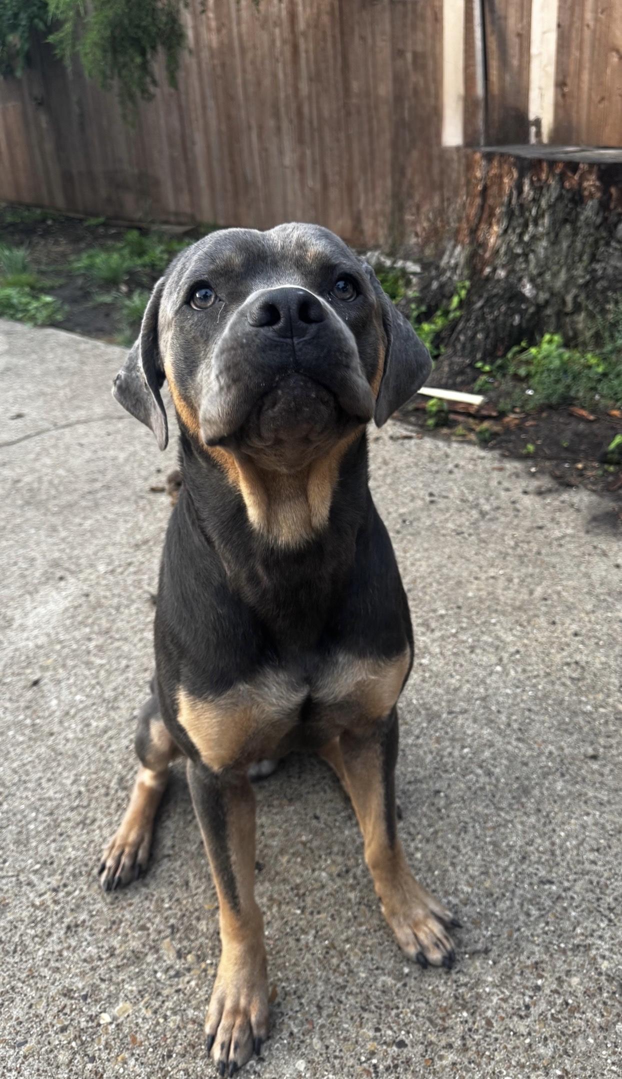 Goliath, ADOPTABLE, Young Male Cane Corso.