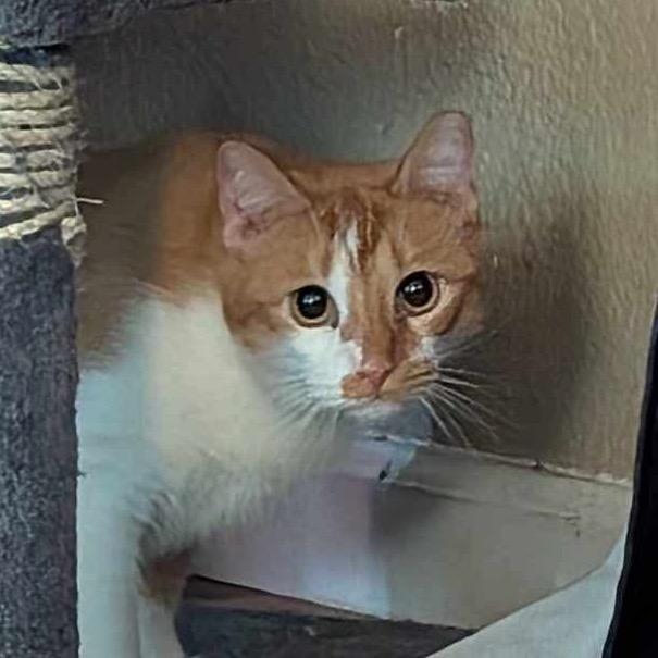 Percy, Adoptable, Adult Female Domestic Short Hair.