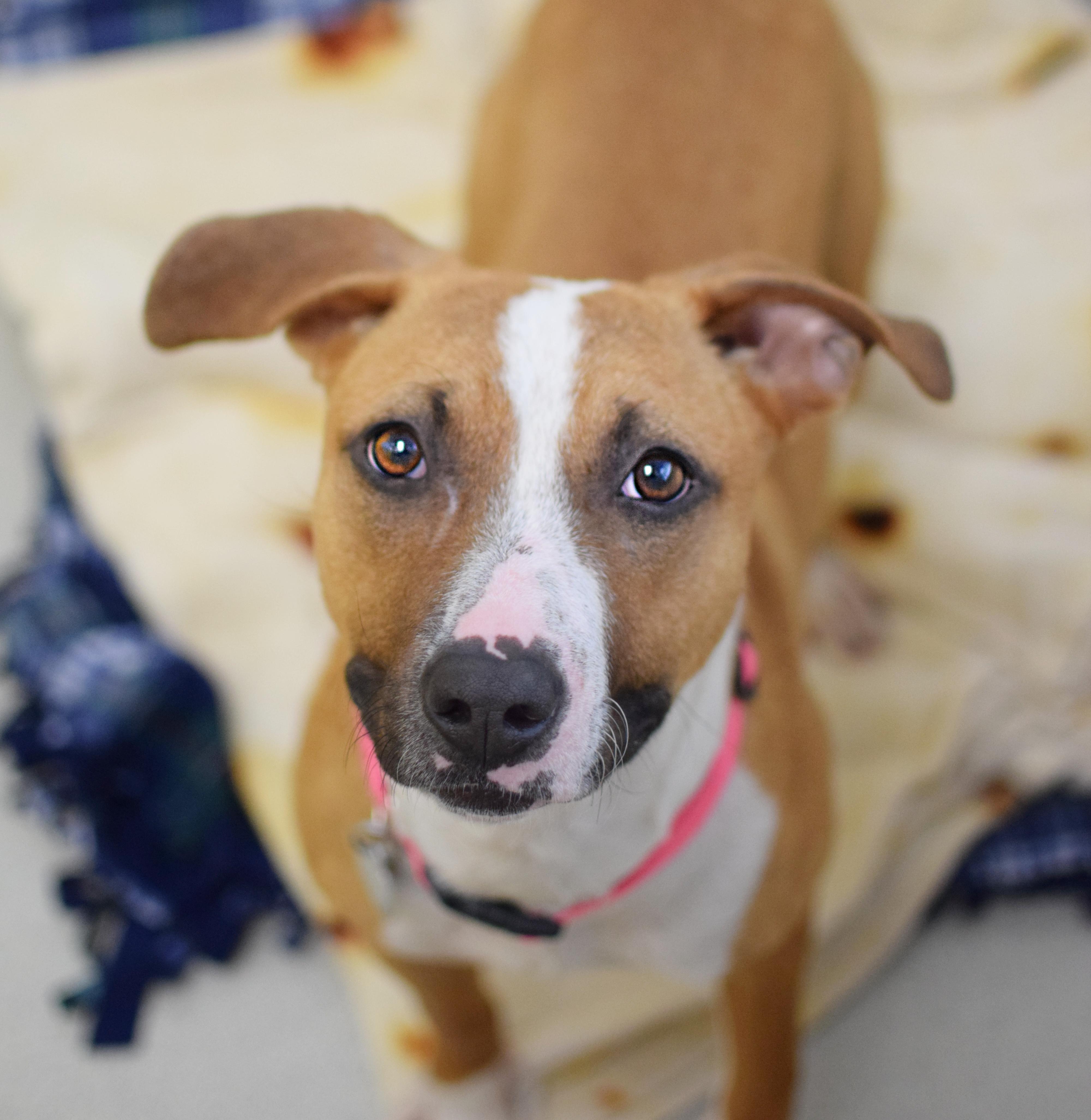 Enlarge Amelia, an adopted mixed breed in Pontiac, MI image 1/1